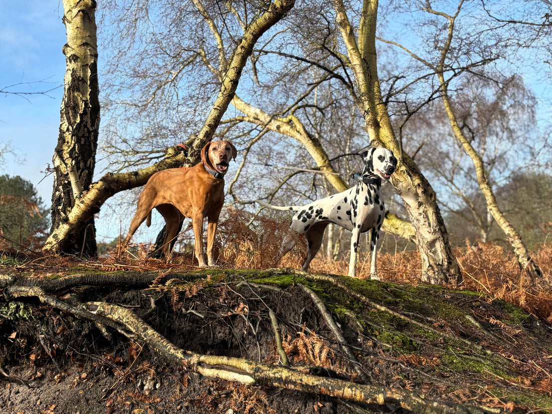 Packing list for a holiday with your dog!