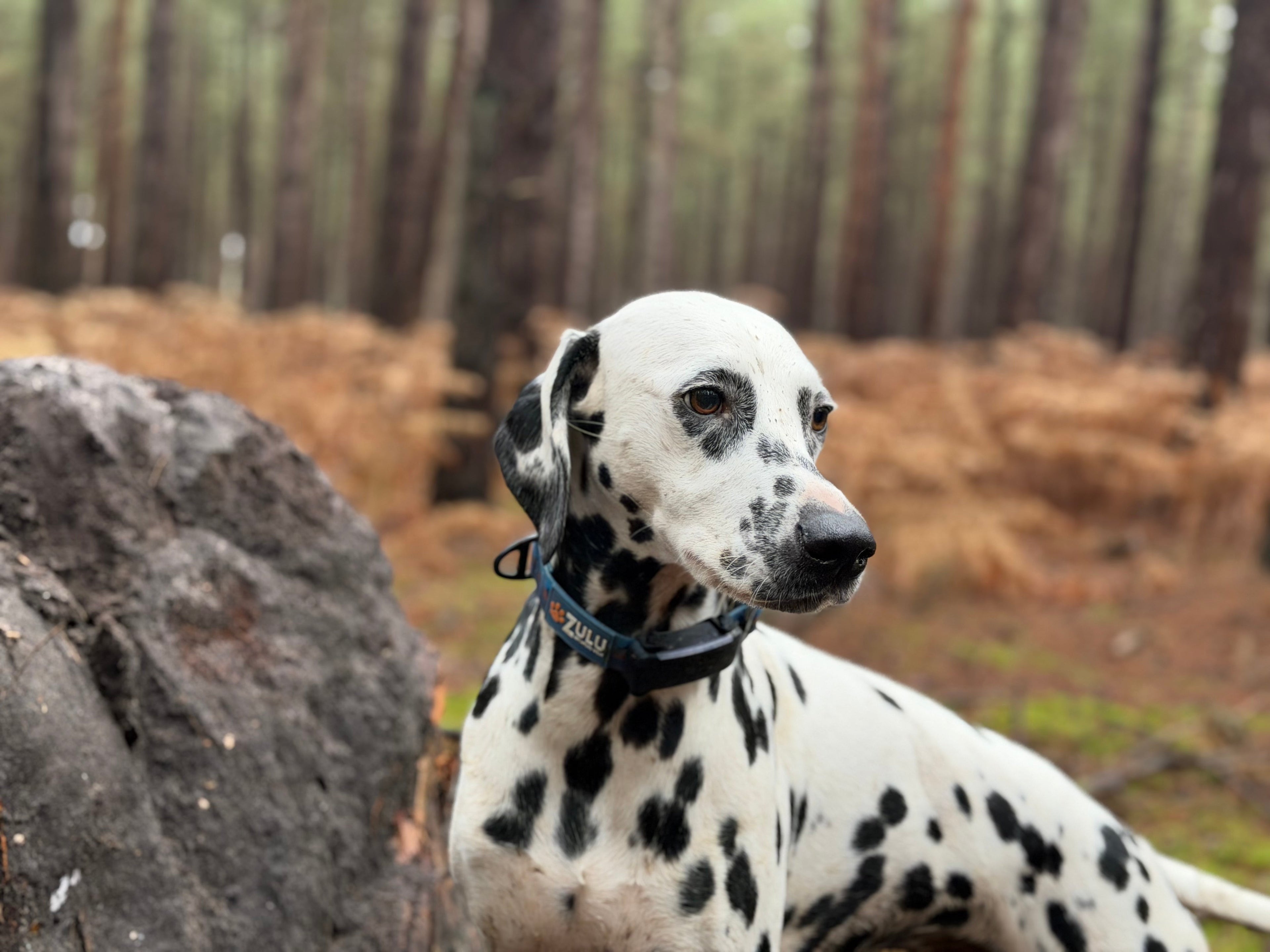 Why We Love the Tractive GPS Dog Tracker: