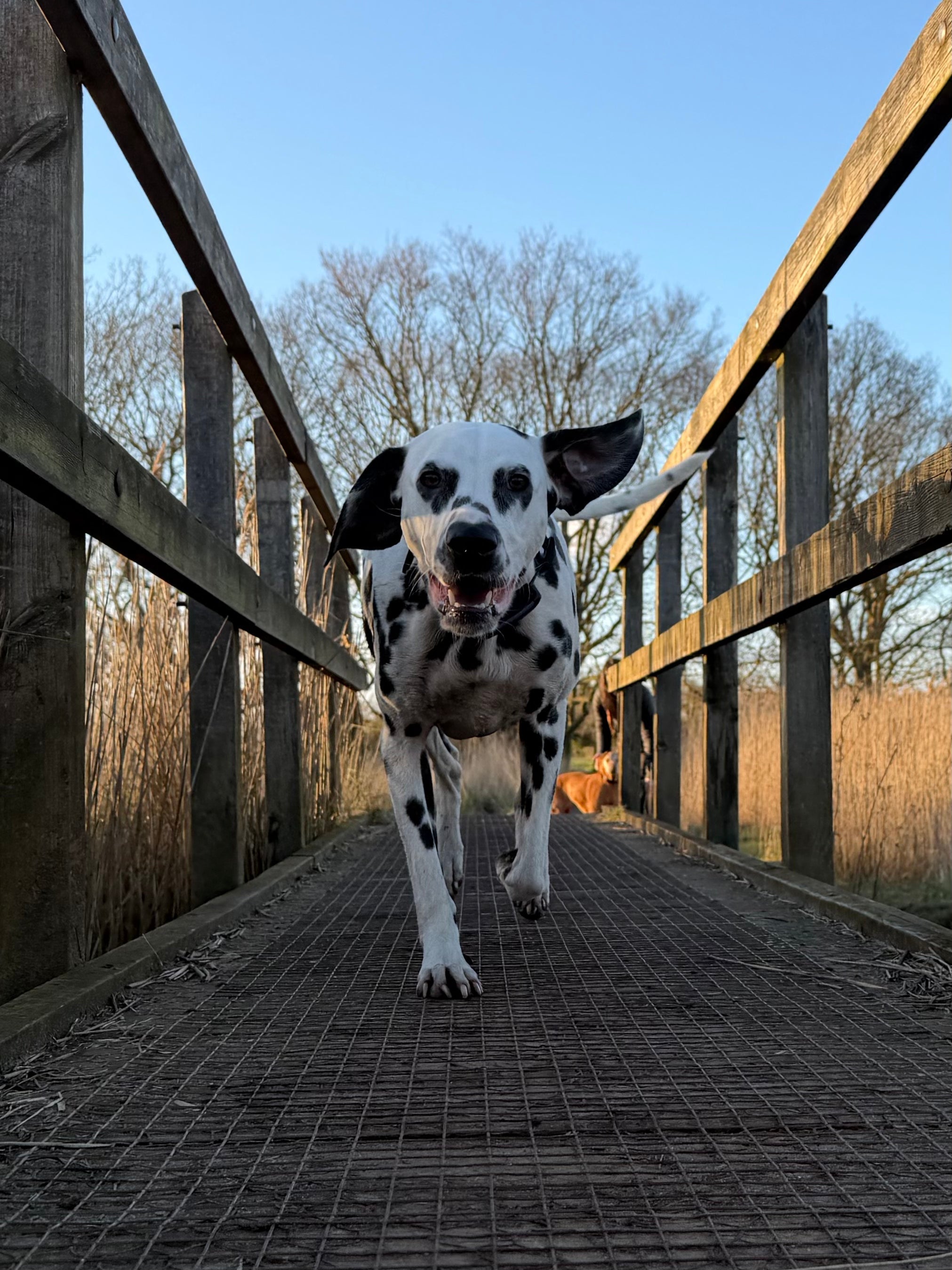 Walking Holidays with your dog