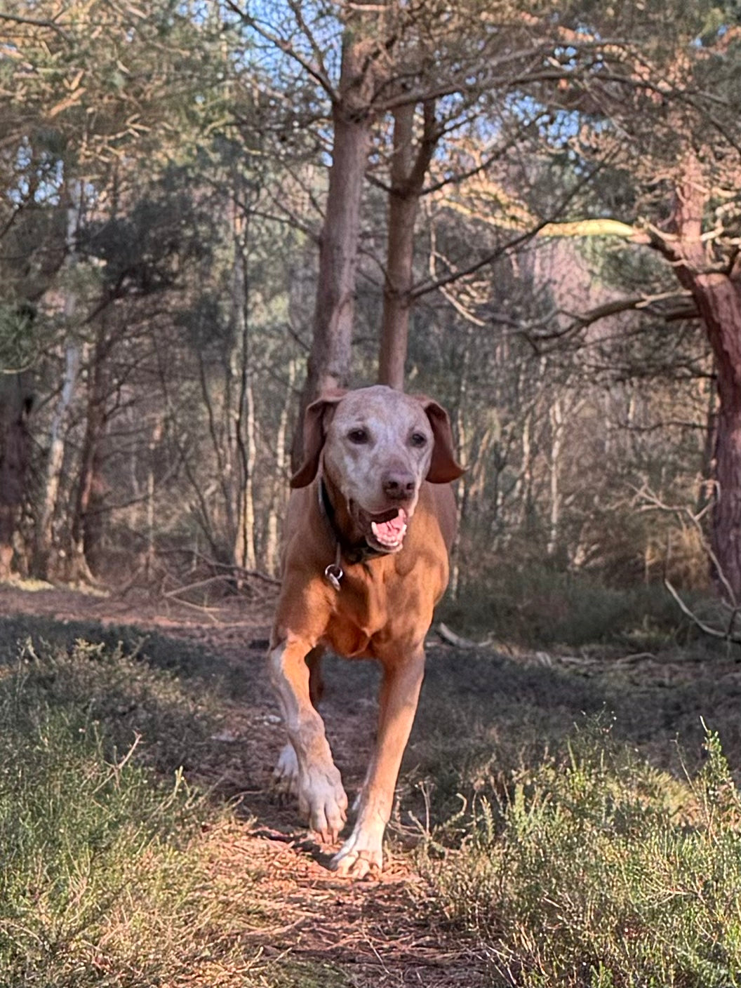 The Secret to a Long and Happy Life for Dogs: Zulu the Vizsla’s Story