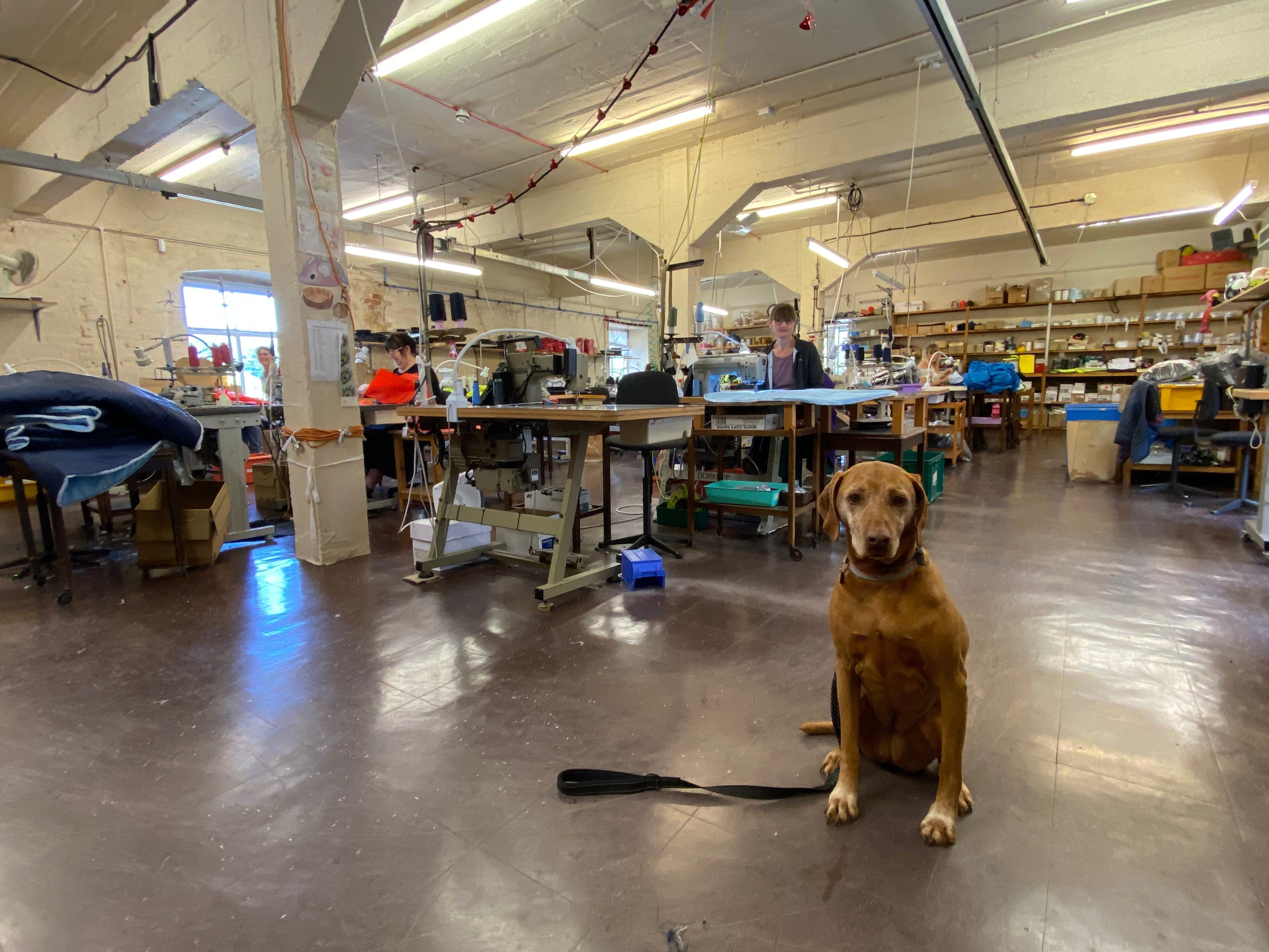 Taking Your Pet to Work? Why Nestbedz Makes the Perfect Office Companion settle