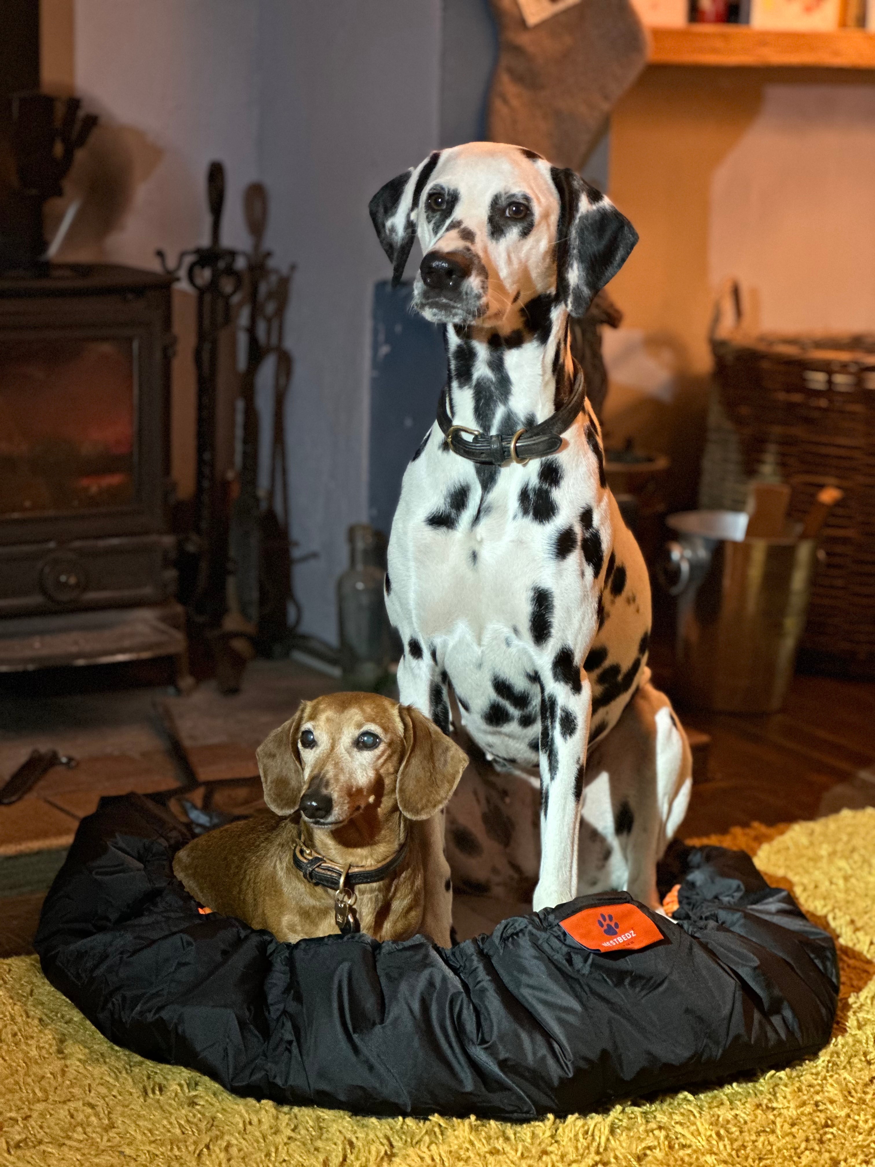 Two dogs, a Dalmatian and a sausage dog, sitting on a black Nestbedz Travel pet bed in a cozy room.
