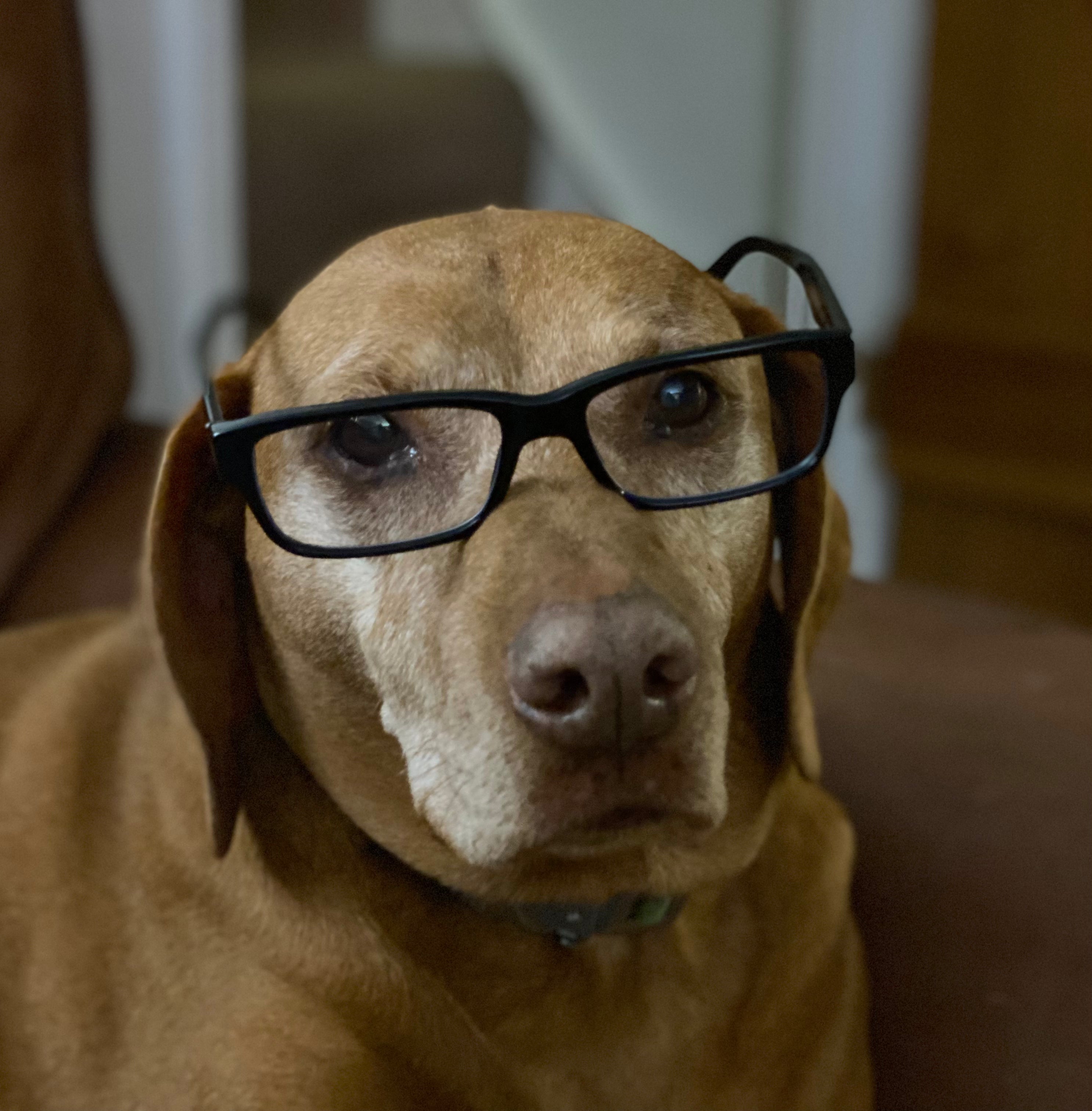 Hungarian Vizsla and founder, Zulu wearing black glasses looking very intelligent. 