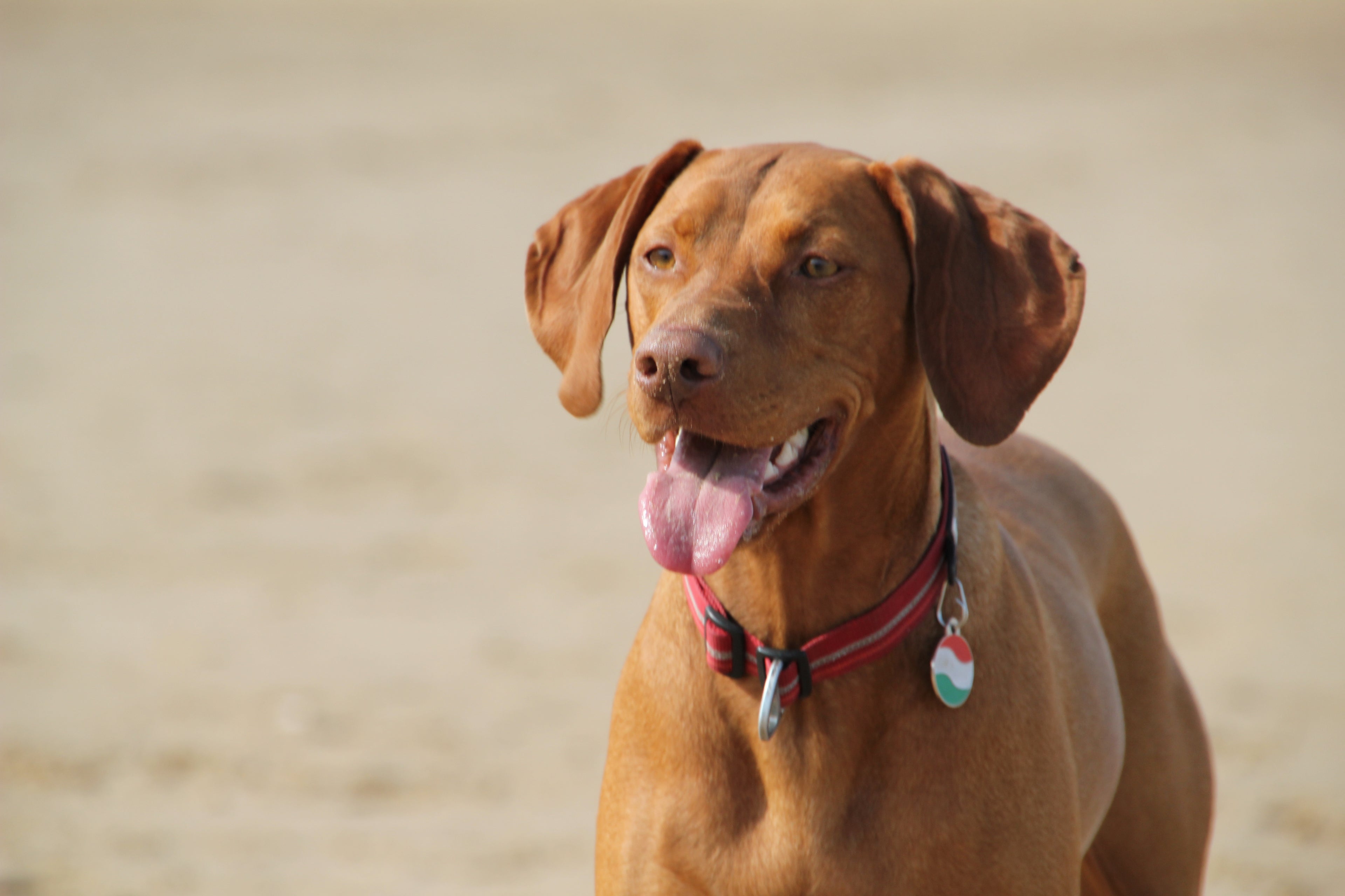 Hungarian vizsla, founder of Nestbedz