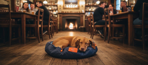 Vizsla on a cosy nestbedz in a pub setting with wooden furniture and warm lighting.