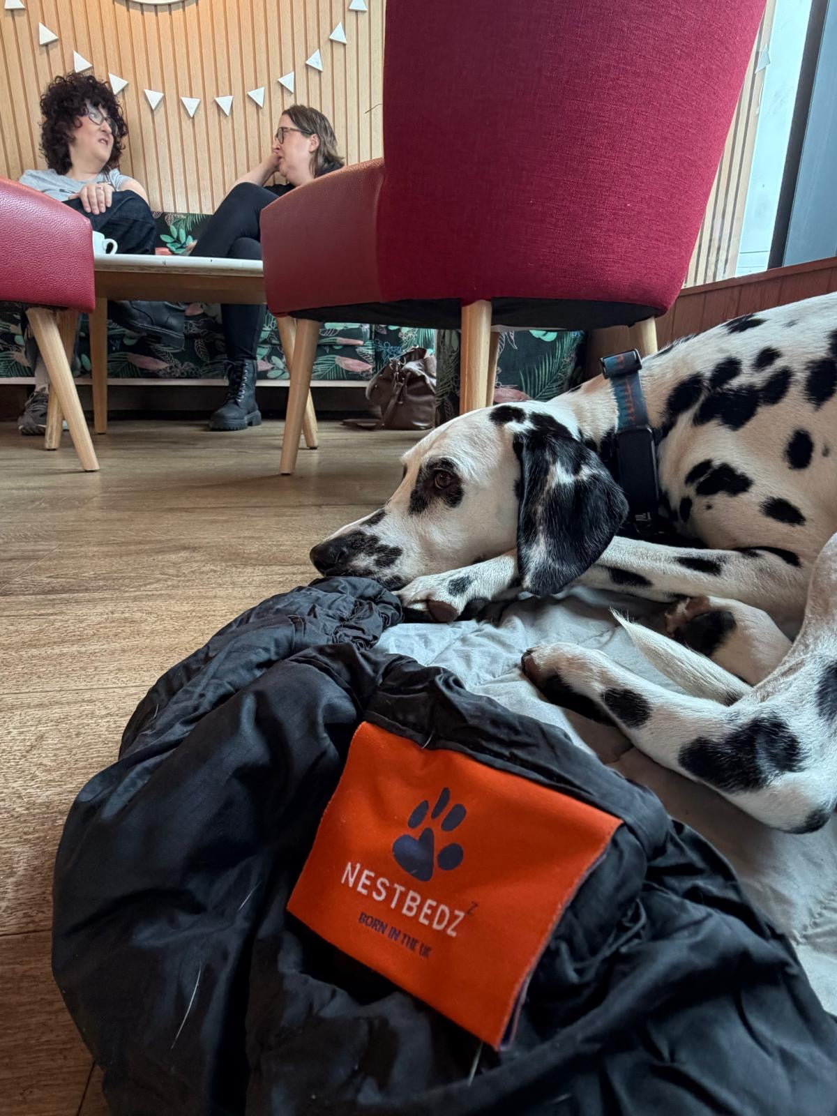 Frankie the Dalmation in her Nestbedz bed in Costa Coffee